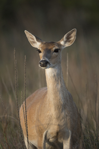 deer